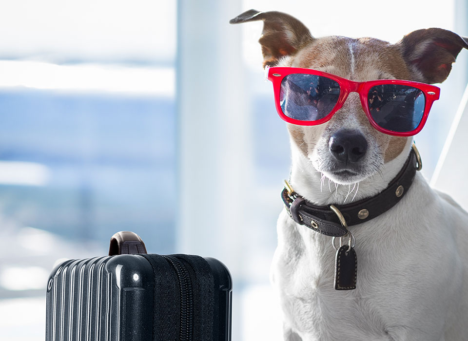 image of cute dog waiting at the airport